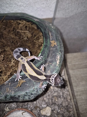 leopardgecko auf weiblich
