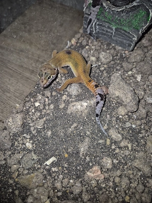 leopardgeckos babys 
