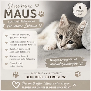    Diese kleine Maus sucht ein liebevolles Für-immer-Zuhause.   