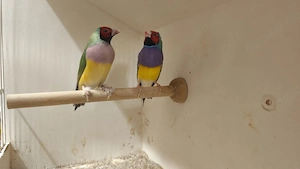 kleine Vögel 