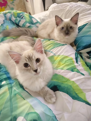 Ragdoll reinrassige Luxus Kätzchen mit Blaue Augen Neue Wurf abgabebereit ab 19.06.2026