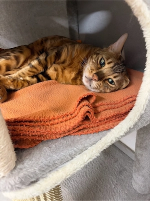 Bengal Kater
