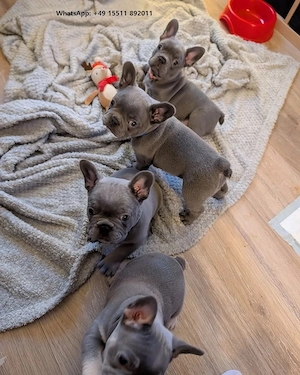 Wunderschöne, familienfreundliche Französische-Bulldogge-Welpen