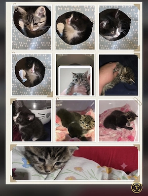 Vorsicht verlieben 2 liebe süsse Perser Ragdoll Ekh Mix Kitten Tierarztcheck entwurmt entfloht 