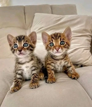 Reinrassige Bengal-Kätzchen suchen ein liebevolles Zuhause