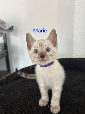Reinrassige Bengal Kitten abgabebereit