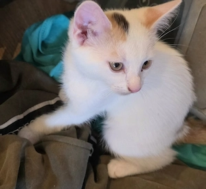 2 Kitten, 12 Wochen, überwiegend weiß