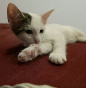 Kleiner Kater 12 Wochen sucht zuhause