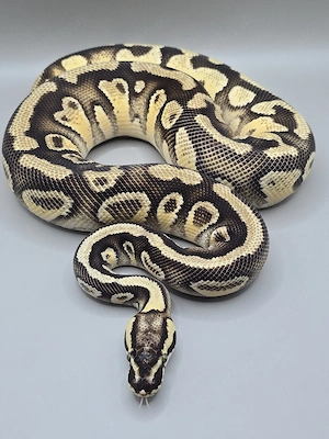 Königspython 1.0 Hurricane Pastel YB het Clown 