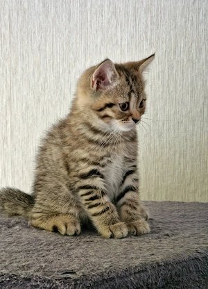 BKH Kitten Katzenbaby