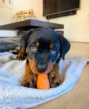Reinrassige Rottweiler Welpen!