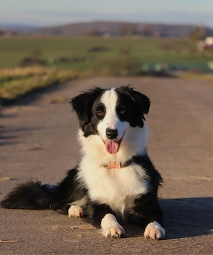 Mini australian shepherd rüde sucht Traumzuhause 