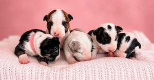 Liebevoll aufgezogene Miniatur Bullterrier Welpen mit Ahnentafel suchen ihr Für-immer-Zuhause