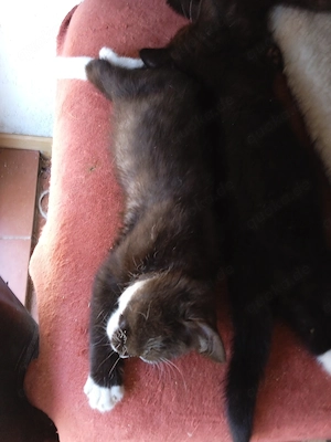 Hallo, will mich den keiner? Wunderschöne BKH Kitte (männlich)
