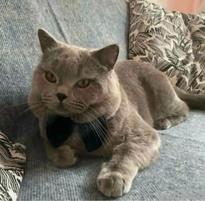 BKH Reinrassige Deckkatter mit Stammbaum .