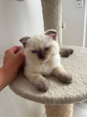 *Bkh Point Kitten kater geimpft und Abgabebereit*