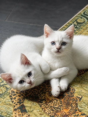 Reinrassige Bkh Kitten suchen ihr Traumzuhause 