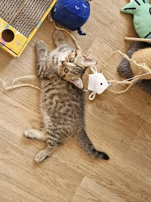 BKH Kitten Katzenbaby abzugeben Bild 9