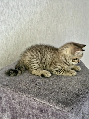 BKH Kitten Katzenbaby