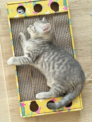 BKH Kitten Katzenbaby abzugeben Bild 4