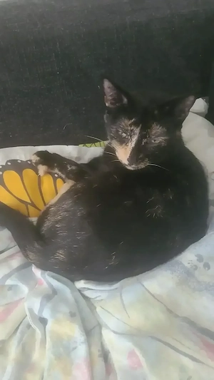 Katzen suchen zuhause mit Haus und Garten 