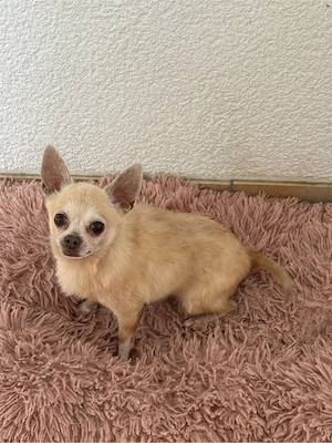 Chihuahua senior 