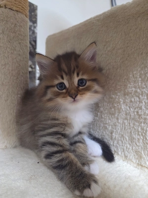 Sibirische Waldkatzen Kitten