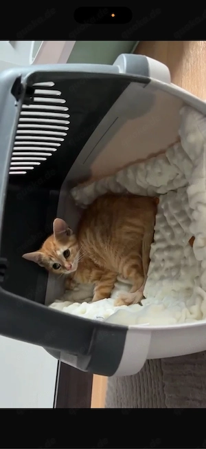 Zwei weibliche Kitten (ca. 3 Monate) suchen ein geduldiges Zuhause