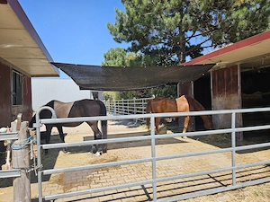 Offenstallplatz in Rheindürkheim ab sofort frei