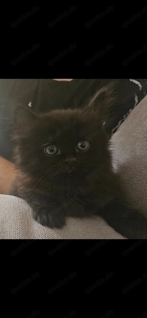 Perser Baby Katze kitten