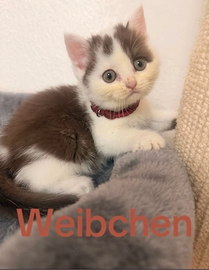 schöne bkh kitten