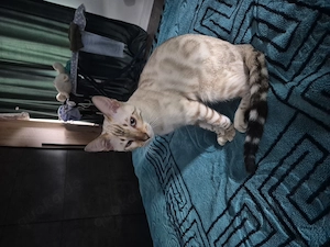 Wunderschöner Bengal-Kater sucht ein liebevolles Zuhause 
