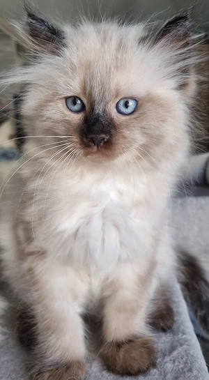 Birmakitten Ein Katerchen
