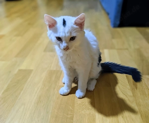 2 Katzen abzugeben - 3,5 Monate alt
