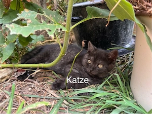 Katzen, Kitten, Kater, Katzenbabys 