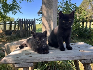 Katzen, Kater, Kitten, Katzenbabys 