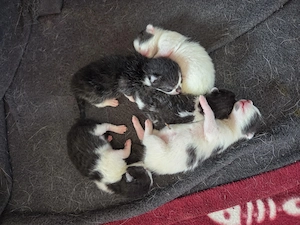 Katzen Kitten 