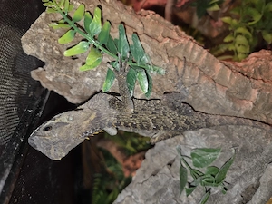 Terrarium komplettset mit einem grünen Nackenstachler 