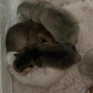 * Britisch Kurzhaar Kitten abzugeben   liebevoll aufgezogen