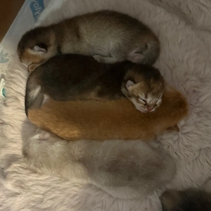 Britisch Kurzhaar  Kitten suchen ein liebevolles zu Hause