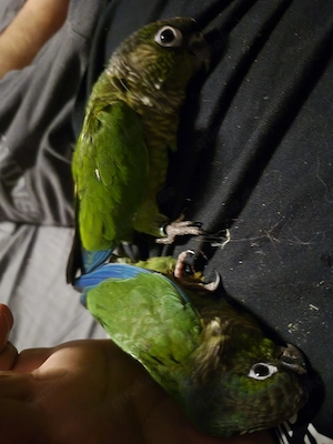 Grünwangen Rotschwanzsittiche (Molinasittiche)