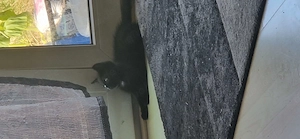 Katzenbabys zu verkaufen