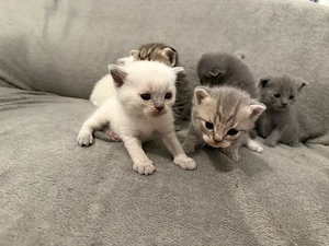 süße BKH mix kitten   