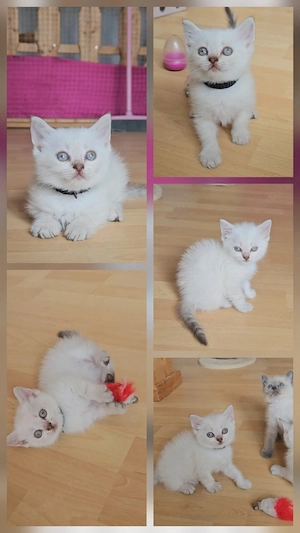 BKH BLH  Katze Kitten Babykatze Katzenbaby 