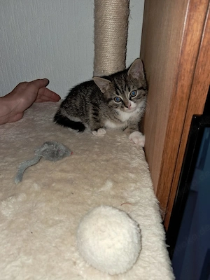 Die kleine Lilly sucht Zuhause