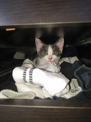 Patch    - weiß-grauer Kater sucht liebevolles Zuhause 