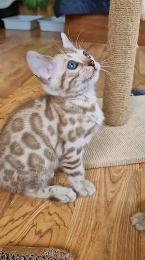 Bengal-Kätzchen, 13 Wochen alt.