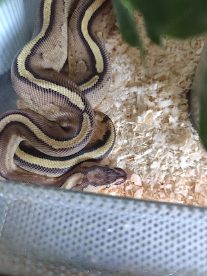 Super stripe het pied 