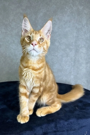 Wunderschöne, 3 Monate alte Maine Coon sucht ein Zuhause für immer.   