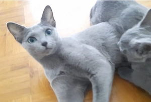 russisch blau kitten